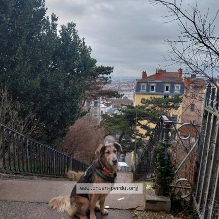 Photo 1/1 Chien retrouvé Perdu à Plainoiseau
