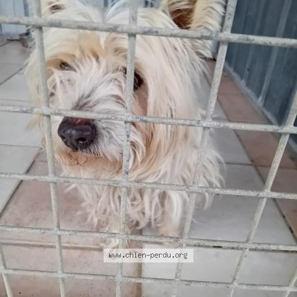 Photo 1/1 Chien retrouvé Trouvé à Saint vivien