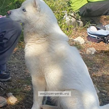 Photo 3/3 Chien retrouvé Trouvé à Gordes