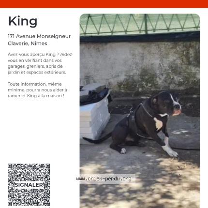 Photo de chien perdu à Nimes