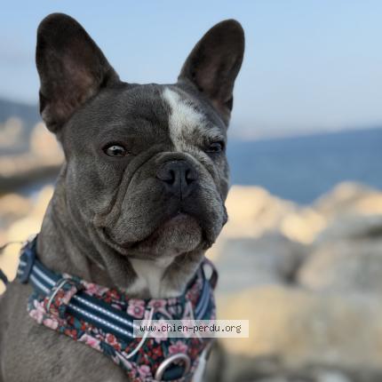 Photo de chien perdu à Aubenas