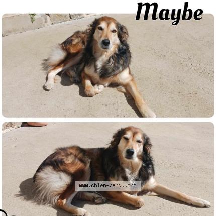 Photo de chien perdu à Moreac
