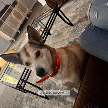 Photo 1/1 Mocha Chien perdu à Salisbury