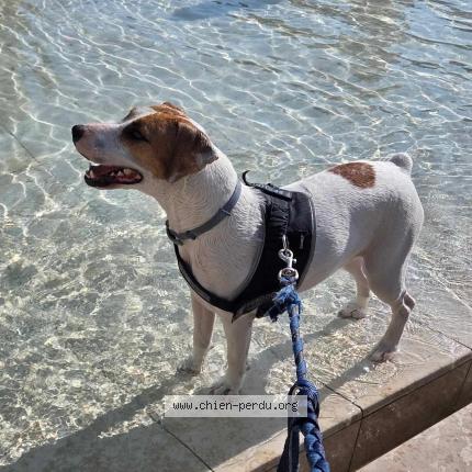 Photo de chien perdu à Muron