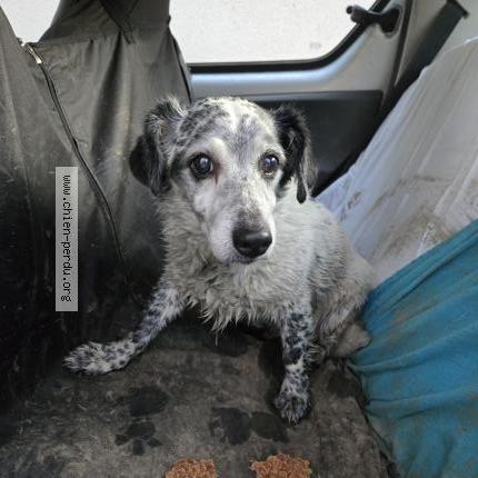 Photo 1/1 Chien trouvé Trouvé à St priest bramefant