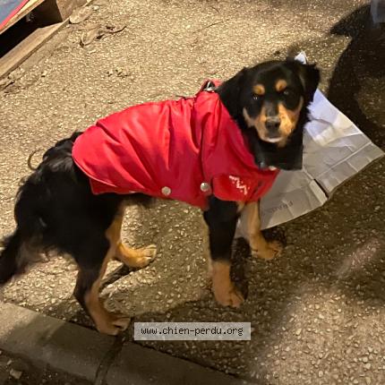 Photo 1/1 Bobby Chien perdu à Paris
