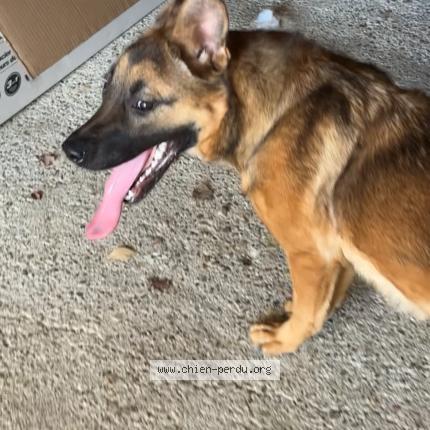 Photo 1/1 Chien trouvé Trouvé à Le fleix