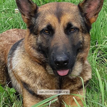 Photo de chien perdu à Les Portes Du Coglais Montours