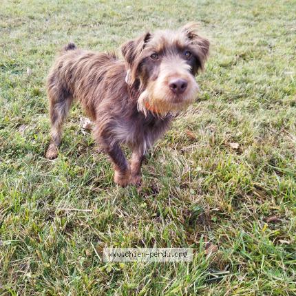 Photo de chien perdu à Vy Les Rupt