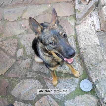 Photo de chien perdu à La Mole