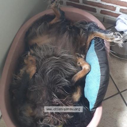 Photo 1/1 Chien retrouvé Perdu à Ervillers