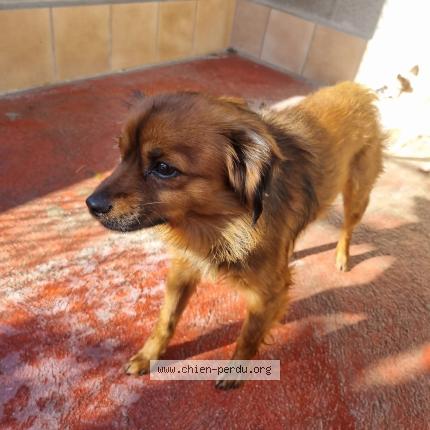 Photo 1/1 Chien trouvé Trouvé à Perpigna