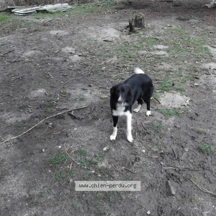 Photo de chien perdu à Allogny