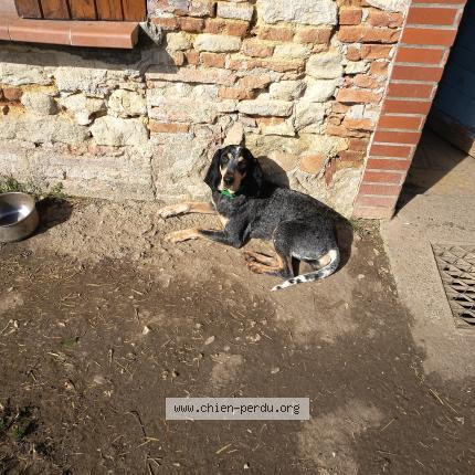Photo de chien perdu à Molieres