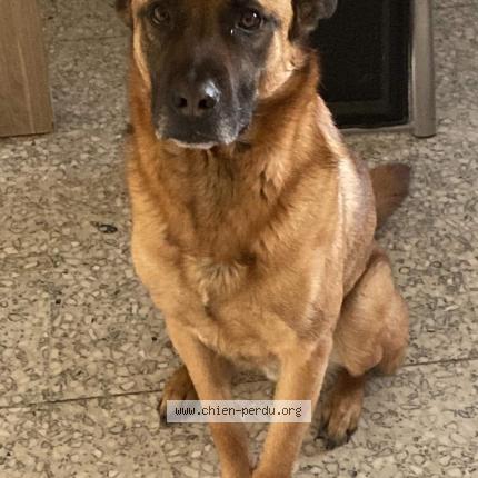 Photo 1/1 Chien retrouvé Perdu à Quievrechain