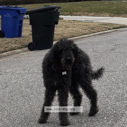 Photo 1/1 Chien trouvé Trouvé à Portsmouth