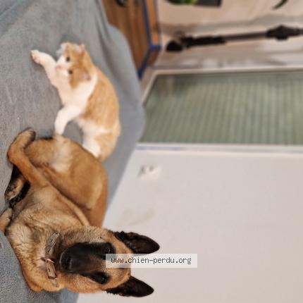 Photo 1/1 Titi Chien perdu à Ambages et lagrave