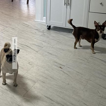 Photo de chien perdu à Winterville