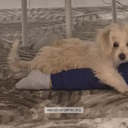 Photo de chien perdu à Sevran