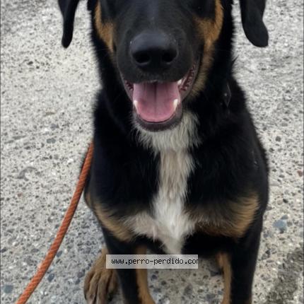 Photo de chien perdu à La Ceiba