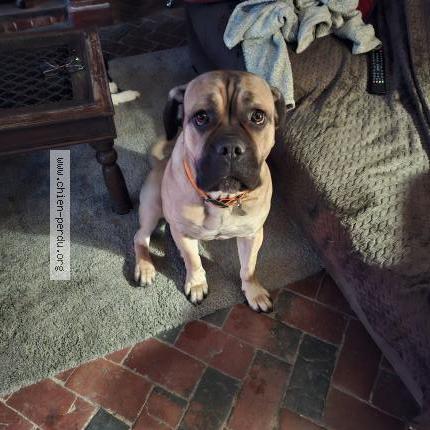 Photo 1/2 Unka Chien perdu à Bouvresse