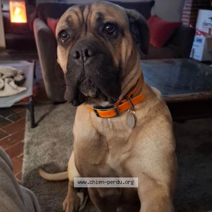 Photo 2/2 Unka Chien perdu à Bouvresse