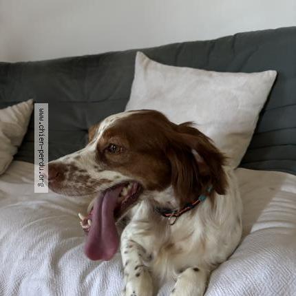 Photo 1/1 DIKA Chien perdu à Noves