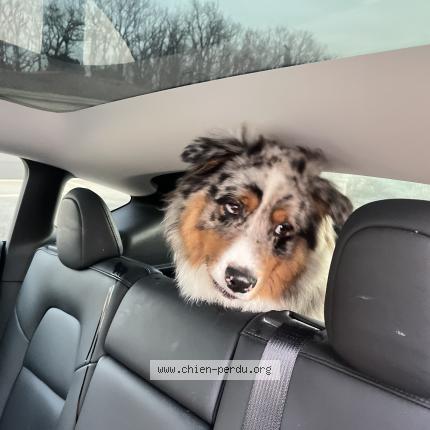 Photo 1/1 Chien trouvé Trouvé à Breuillet