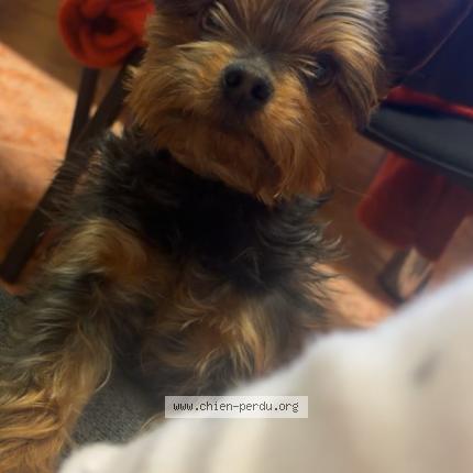 Photo 1/1 Chien retrouvé Perdu à Mericourt