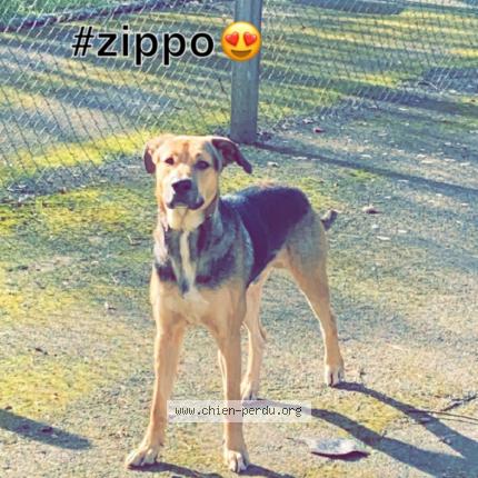 Photo 1/1 Zippo Chien perdu à Chemille