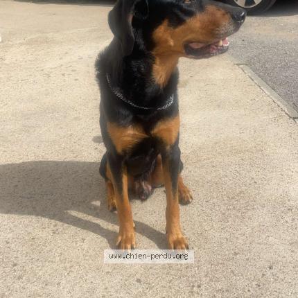 Photo de chien perdu à Laval Pradel