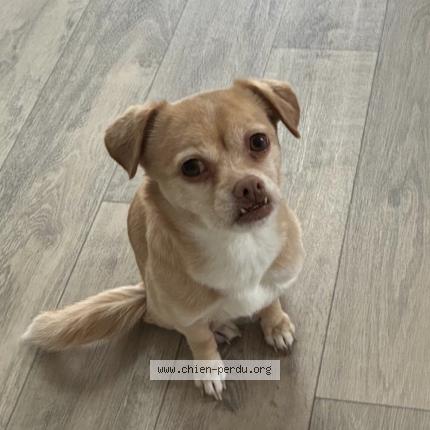 Photo 1/1 Chien retrouvé Perdu à Le Plessis Pate