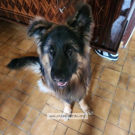 Photo 1/1 Laurine De santis Chien perdu à Novalaise