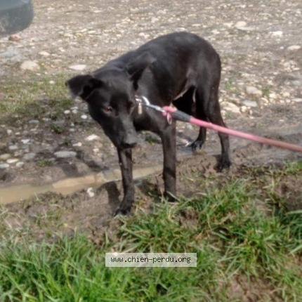 Photo 1/1 anita Chien perdu à La batie montgascon