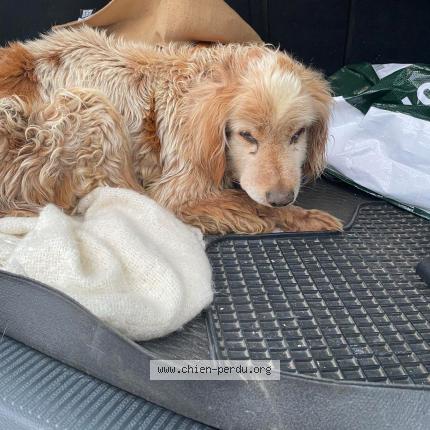 Photo 1/1 Chien trouvé Trouvé à Damazan