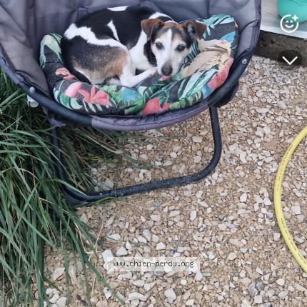 Photo 1/1 Chien retrouvé Perdu à Barbentane