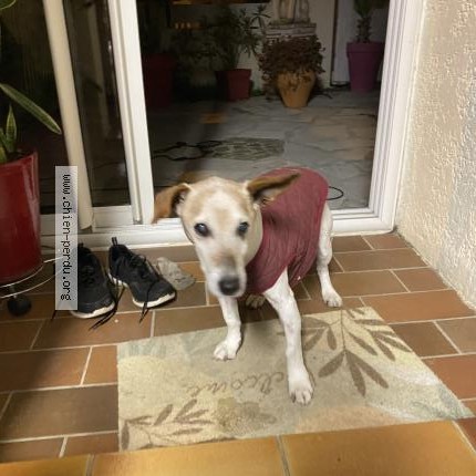 Photo 1/1 Chien retrouvé Trouvé à Saint Felieu D Avall