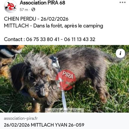 Photo 1/1 Chien retrouvé Perdu à Mittlach