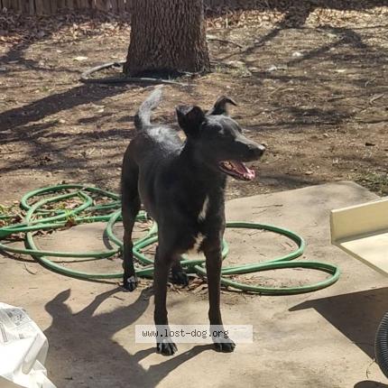 Photo 1/1 Akira Chien perdu à San antonio