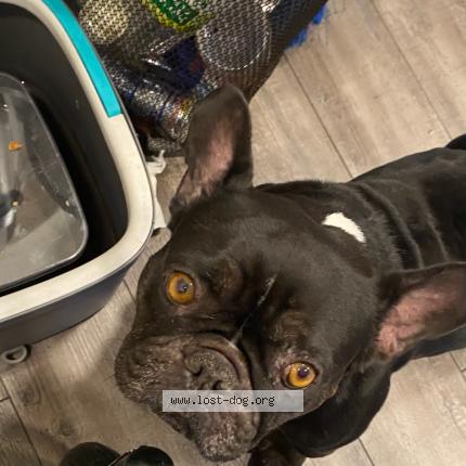 Photo de chien perdu à Anaheim Ca