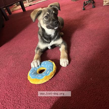 Photo de chien perdu à Dallas