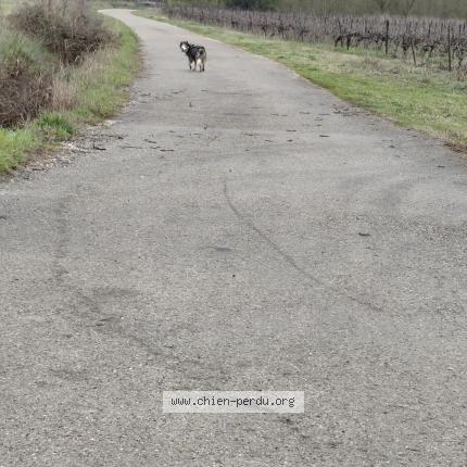 Photo 1/1 Chien trouvé Trouvé à Saint genies de malgloires