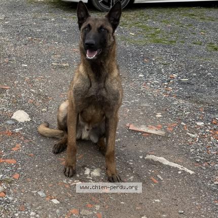 Photo 1/1 Venom Chien perdu à Vitry en charollais