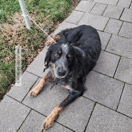 Photo 1/1 Chien trouvé Trouvé à Riom