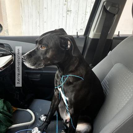 Photo 1/1 Chien trouvé Trouvé à Saint jacques de la lande