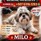 Photo de chien retrouvé à Panama