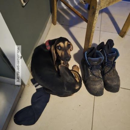 Photo 1/1 Chien trouvé Trouvé à Saint pierre