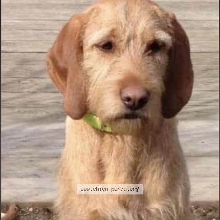 Photo 1/1 Cash Chien perdu à Lans en vercors