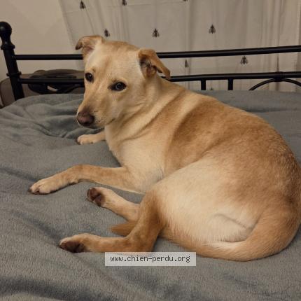 Photo 1/1 Sweety Chien perdu à Correns