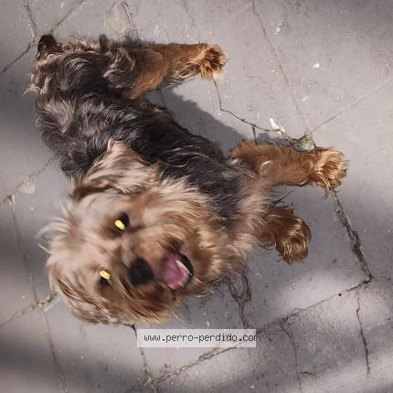 Photo 1/1 Chien trouvé Trouvé à San juan